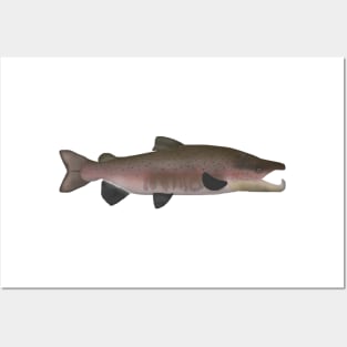 Atlantic Salmon -  Spawn Phase Posters and Art